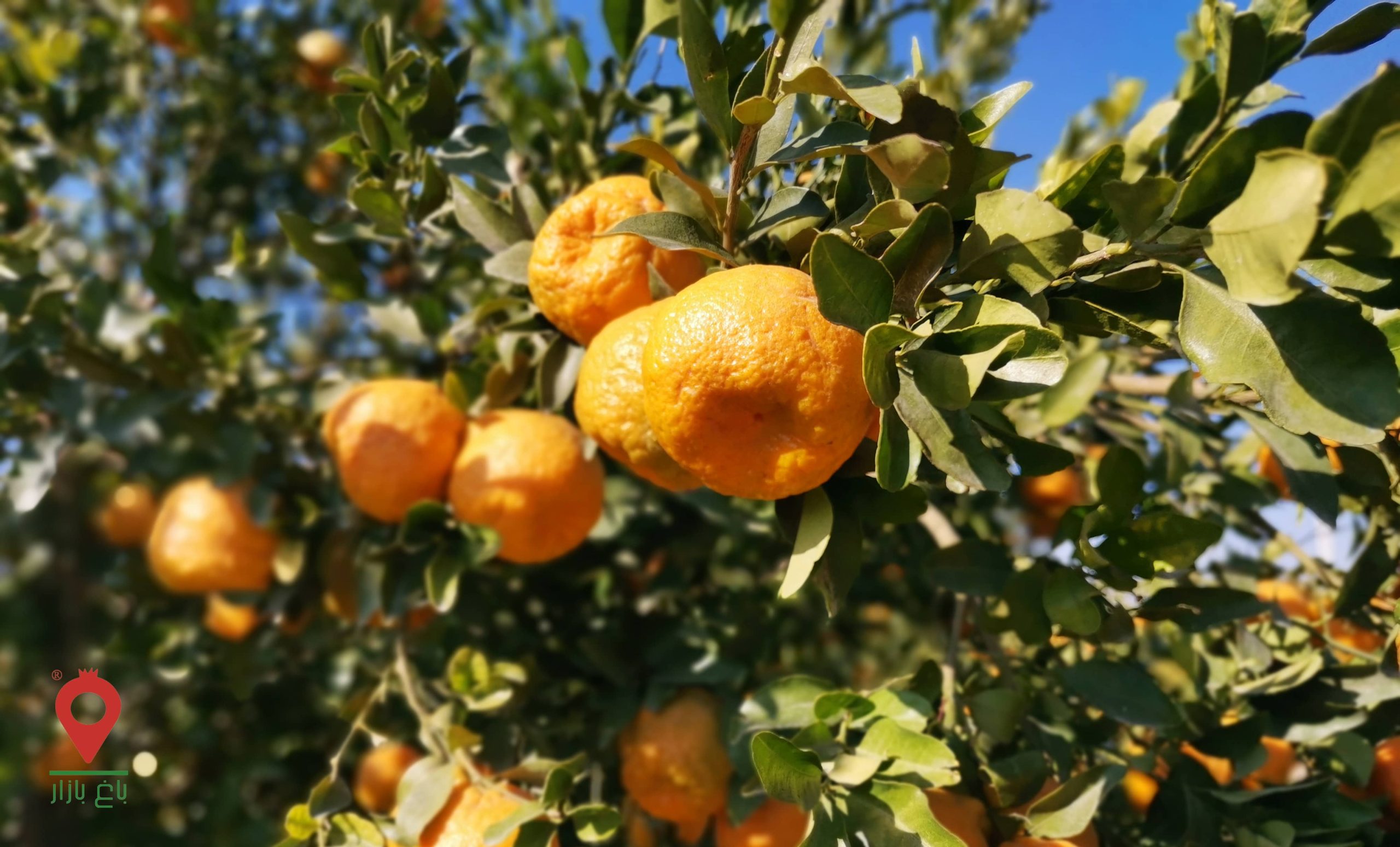 ارسال ۳۰ کانتینر نارنگی از مازندران به روسیه